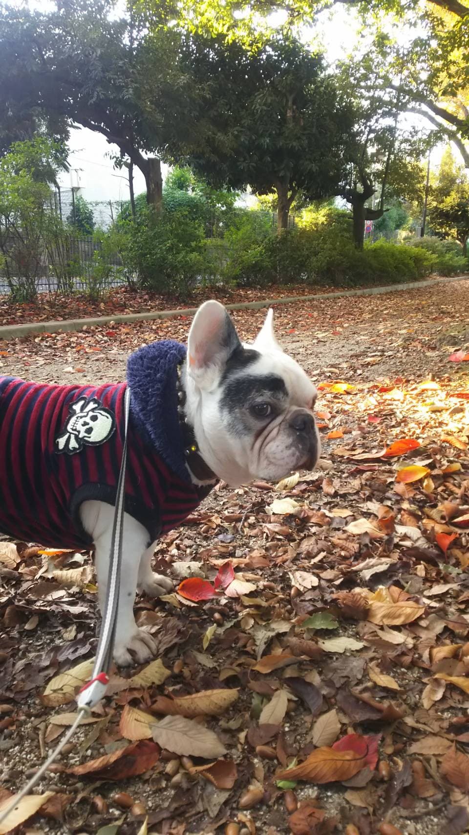 半蔵ちゃんの写真を動画化 - 鼻をひくひくの制作事例